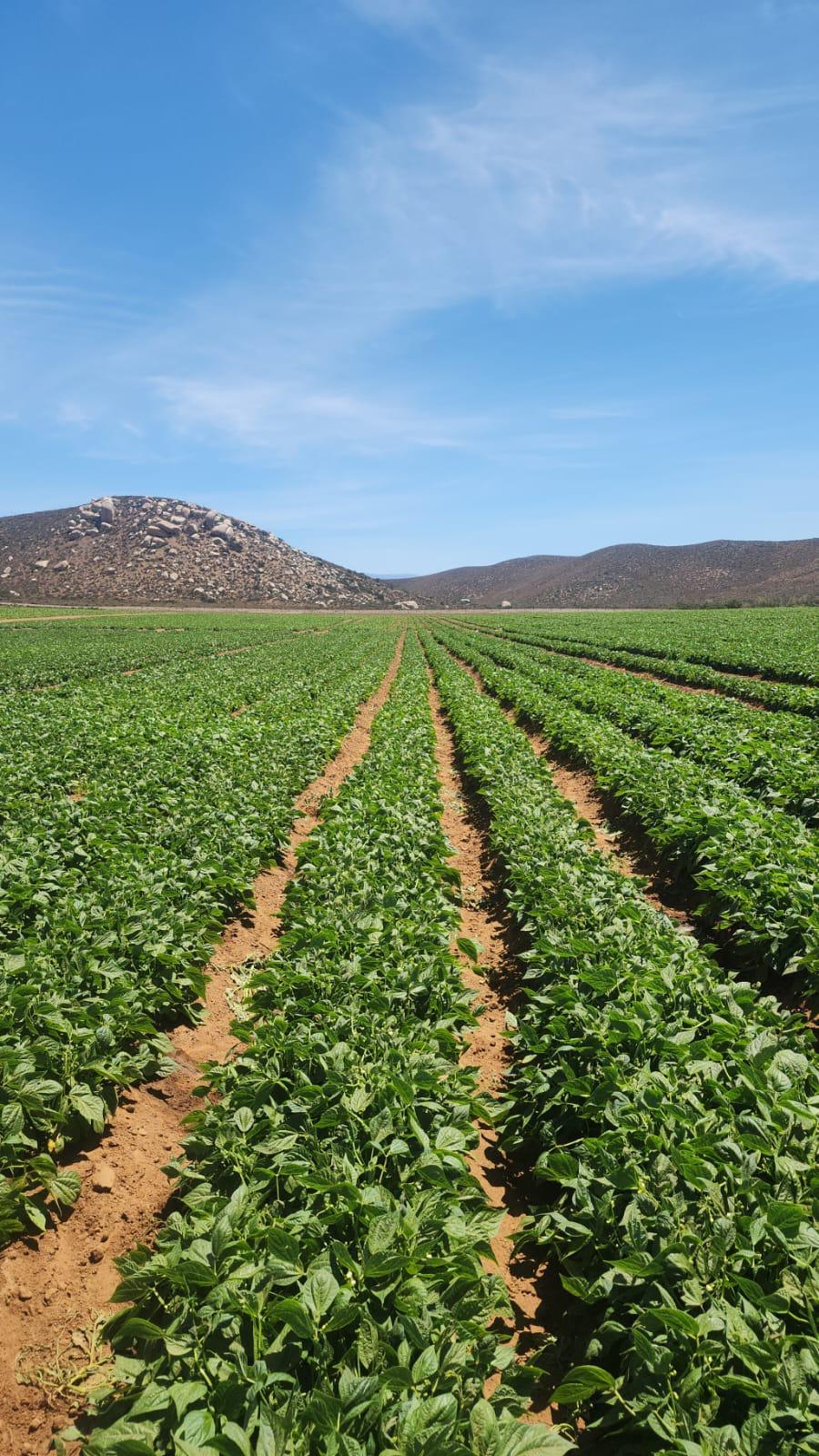 Campo de cultivo de FERGO en Baja California