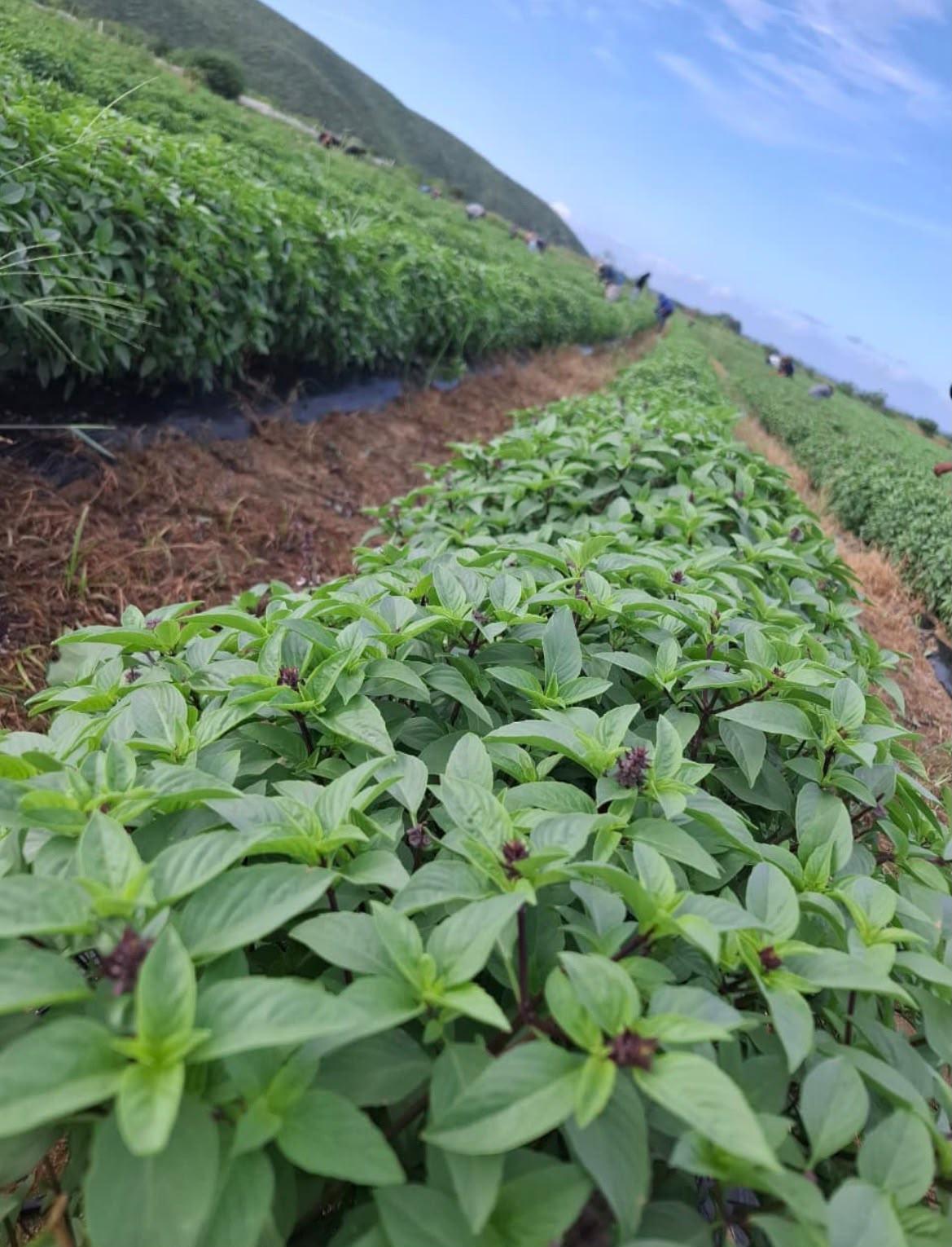 Thai Basil