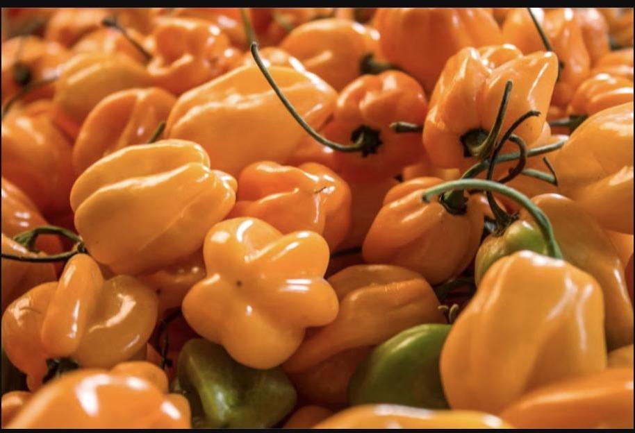 Chile Habanero