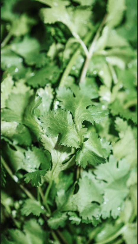 Cilantro