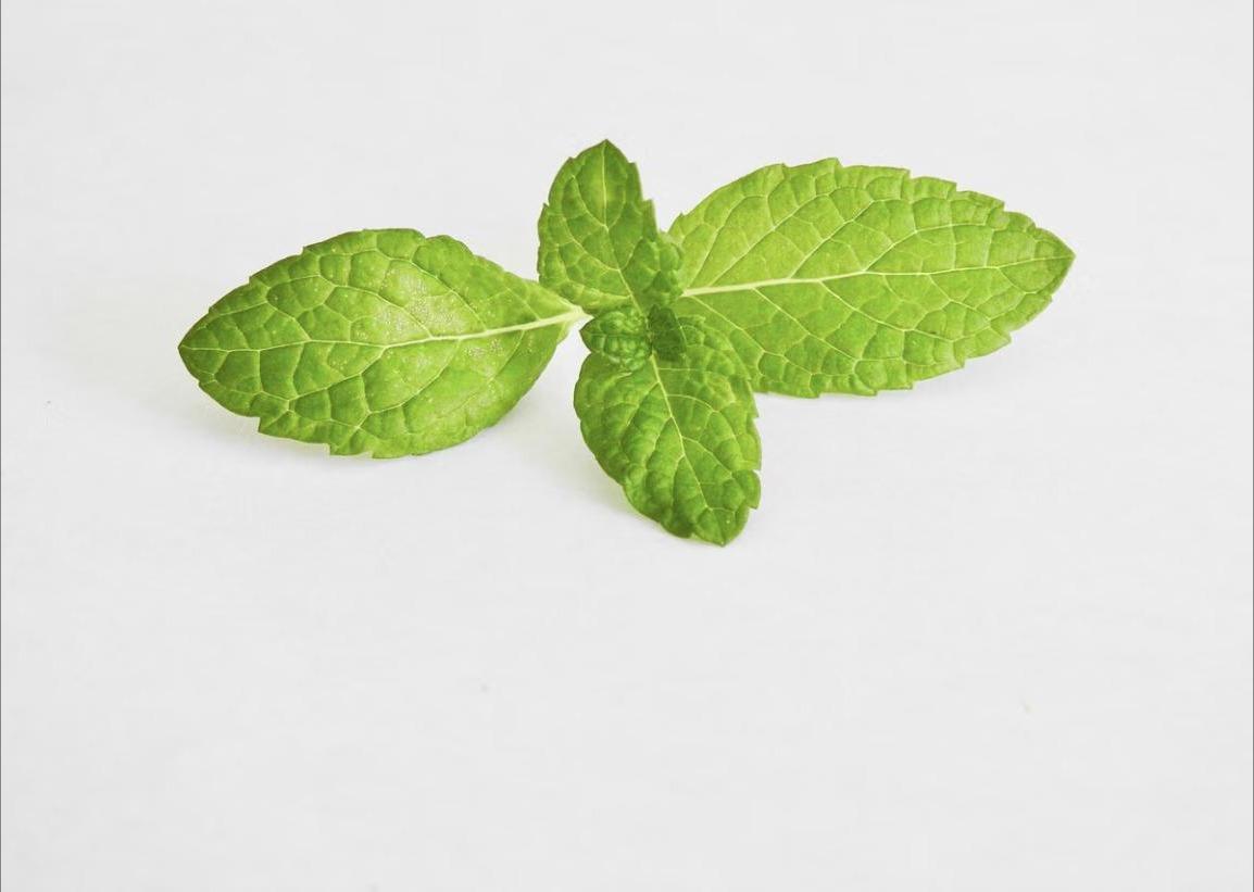 Menta